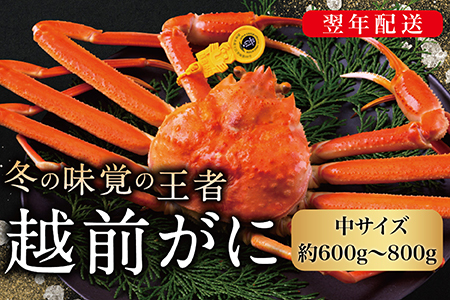 【2026年発送】越前がに（オス）「ずわいがに」中サイズ（600g～800g） 1杯