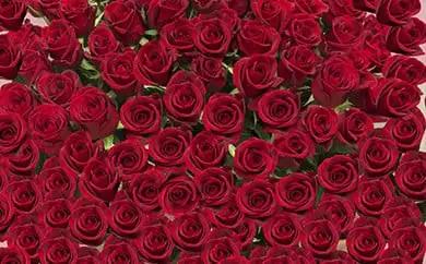 赤バラの花束 365本「あなたが毎日恋しい」※配達エリア限定【記念日に届くお花 365本 世界らん展 フラワードリームジャパンカップ 国内主要コンテスト受賞 贈り物 神奈川県 小田原市 バラ バラ】