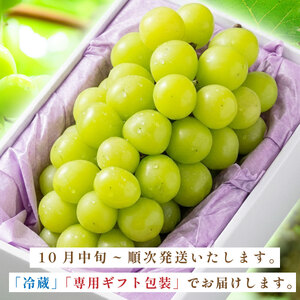 【早期予約限定】シャインマスカット 丹波篠山産 大粒だけ 〈ギフト2房・1.5kg以上〉シャインマスカット [PAK02]
