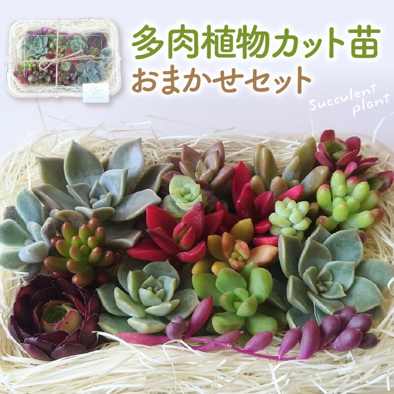 【ふるさと納税】多肉植物 カット 苗 おまかせ セット | 観葉植物 植物 多肉植物 多肉 趣味 ナチュラル 自然 かわいい 玄関 室内 ガーデニング 園芸 苗 カット苗 寄せ植え お取り寄せ 送料無料 山形県 東根市