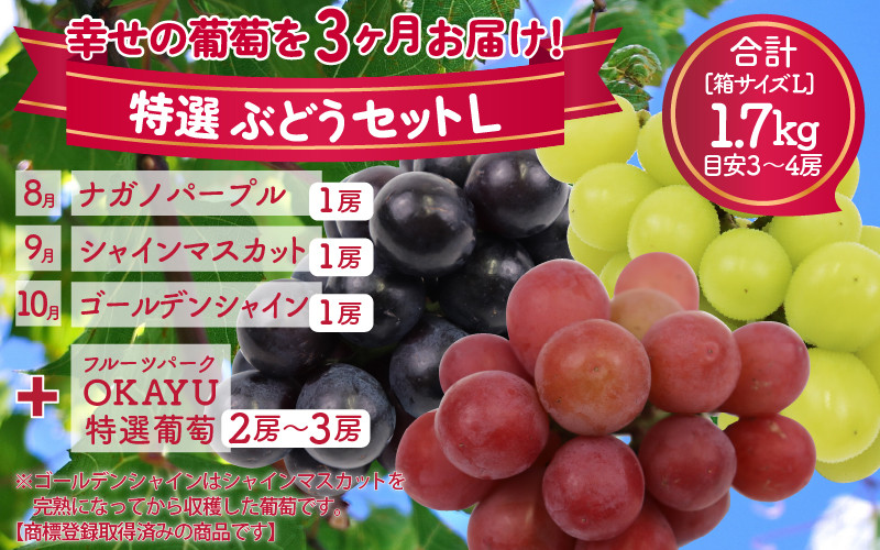 
            【先行予約】＜全3回定期便＞特選 ぶどうセットL（8月・9月・10月）1.7kg以上（各月3～4房）／ 葡萄 ナガノパープル シャインマスカット ゴールデン シャイン 品種 おまかせ あわら 農家おすすめ ※2025年8月より順次発送
          