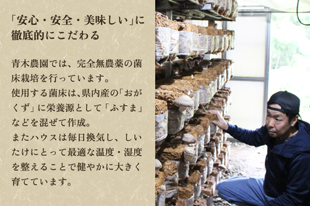 【2026年先行予約】生しいたけ 並サイズ（笠開き） 約1kg（24〜36個）《10月中旬～順次出荷》