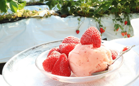 いちごジェラートセット 冷凍いちご ありすふぁーむ いちごジェラートセット【冷凍いちご1kg付】【冷凍】