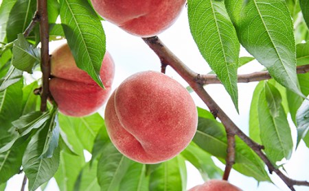 《先行予約 2025年発送》やまもりやまがたの定期便～ FSY-0210