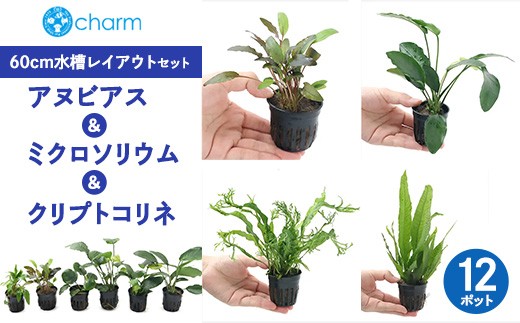 おまかせアヌビアス＆ミクロソリウム＆クリプトコリネ 60cm水槽レイアウトセット 12ポット分 | 水草 流木 植物 水槽 アクアリウム インテリア ナチュラル 自然 人気 初心者 リラクゼーション おしゃれ プレゼント 株式会社チャーム