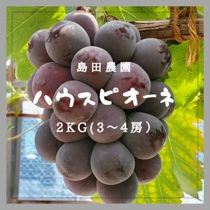 島田農園　ピオーネ2kg（3房～4房入り）【令和7年8月中旬頃発送！予約受付中】【A-78】