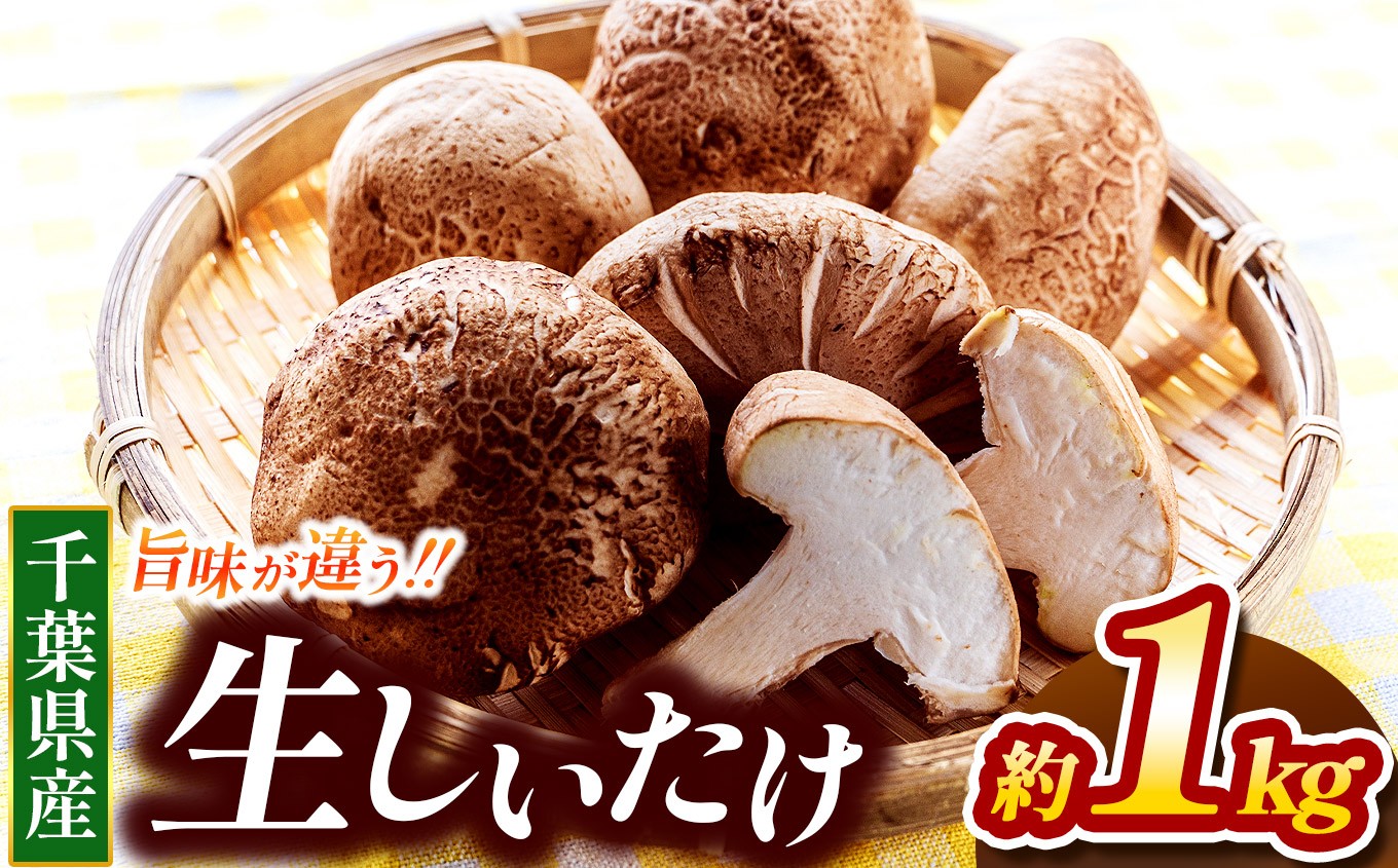 
            生シイタケ 約1kg | 君津生キクラゲ販売所 農薬（化学肥料）：栽培期間中不使用 野菜 きのこ キノコ 椎茸 しいたけ 肉厚  バターソテー 栄養満点 万能食材 野菜炒め 中華料理 千葉 君津 きみつ
          