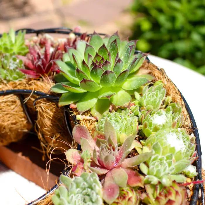 センペルビウムのリース型寄せ植え【多肉植物 植物 グリーン おすすめ よせうえ 観葉植物 手植え 癒し インテリア ナチュラル かわいい 自然 プレゼント ギフト 贈り物】