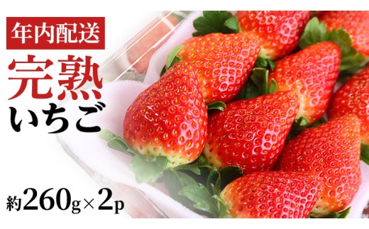 【12/10までの申込で年内にお届け！】 完熟いちご 約260g×2パック 品種おまかせ 年内お届け 国産 いちご イチゴ 苺 [BC089sa]