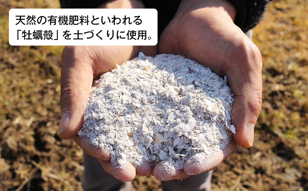 淡路島産玉ねぎオイスターラブ 10kg箱