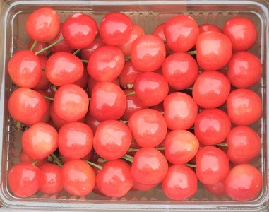 温室さくらんぼ（佐藤錦）５００ｇ　ご家庭用　0112-2605
