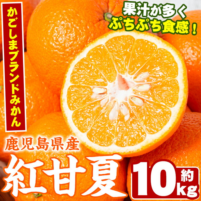 【ふるさと納税】＜先行予約受付中！2026年2月以降順次発送予定＞数量限定！鹿児島県産紅甘夏みかん(約10kg・28玉〜32玉)国産 果物 フルーツ【鹿児島いずみ農業協同組合】akn018-05