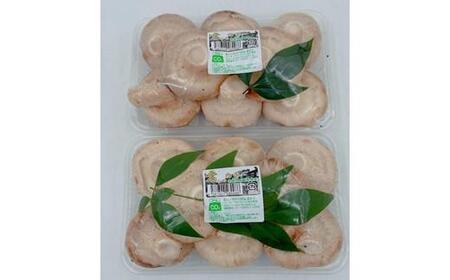 内子町産 生しいたけ（菌床栽培）約240g×2パック【野菜 やさい 食品 人気 おすすめ 送料無料】