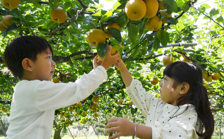 【先行予約】 川渕果樹園 八達梨 約2kg 家庭用 〈2025年10月～発送〉 / 梨 なし ナシ 果物 フルーツ デザート 秋 甘い ジューシー 【株式会社Dorago】[ATAM060]