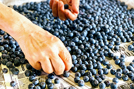 【2024年7月発送】朝どれ「生ブルーベリー」詰め合わせ＜1kg＞【栽培期間中農薬・化学肥料未使用】【配送不可地域：離島】【1210660】