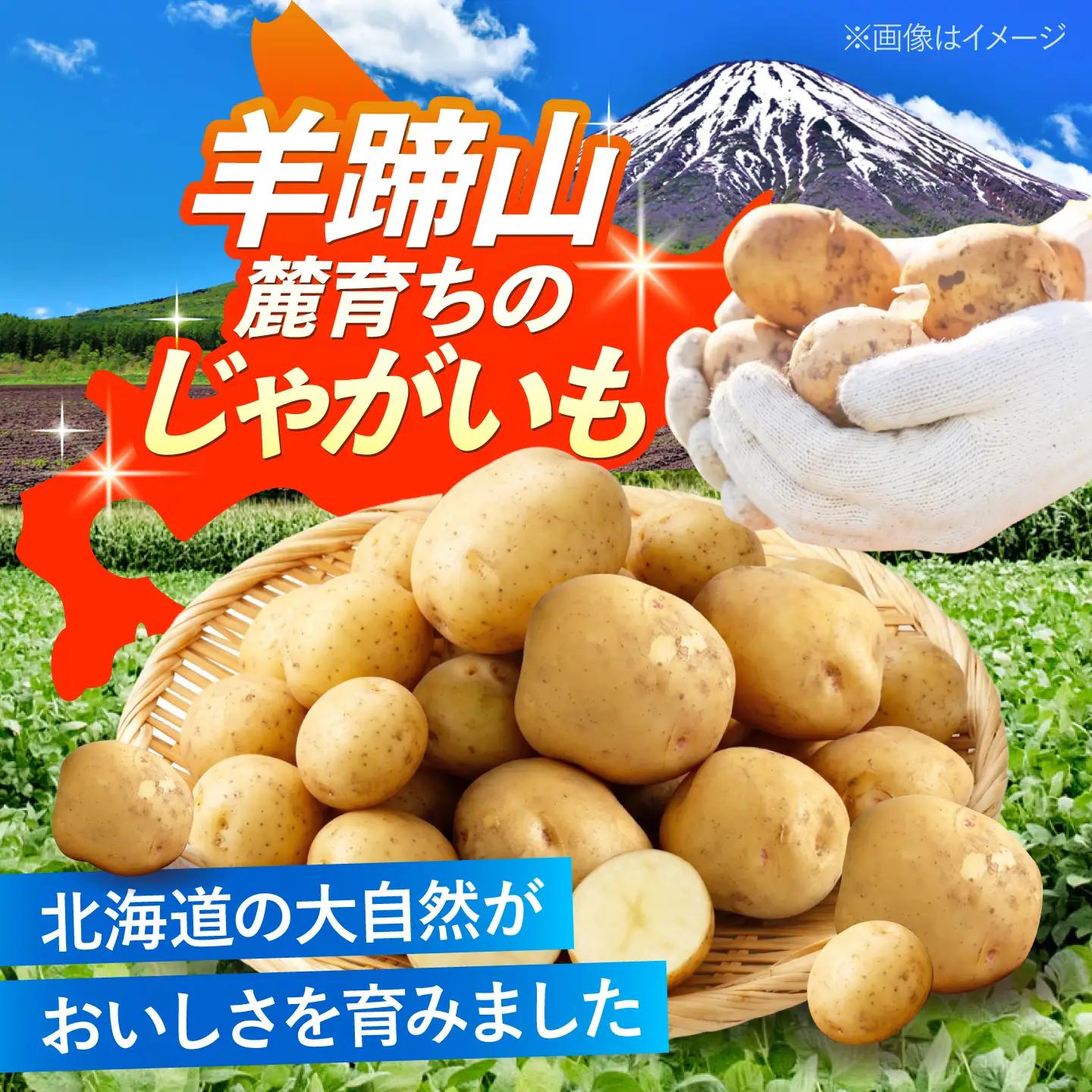 【2027年1月上旬以降順次発送】 じゃがいも きたかむい 5kg | じゃがいも ジャガイモ きたかむい 野菜 季節の野菜 北海道 産地直送 先行予約 | 株式会社Aコープようてい[BPAT007]