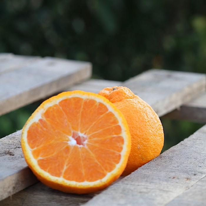 和歌山産 不知火［12玉～24玉］秀品［US63］