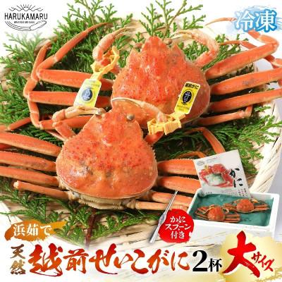 ふるさと納税 美浜町 はるか丸厳選!≪浜茹で≫ 越前 せいこがに 大サイズ 約200g × 2杯【冷凍】かにスプーン付き