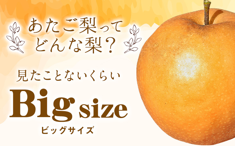 岡山県産 あたご梨 約4kg（3-6玉） 有限会社ホーティカルチャー神島《11月中旬-12月中旬頃出荷》岡山県 浅口市 なし 梨 果物 【配送不可地域あり】