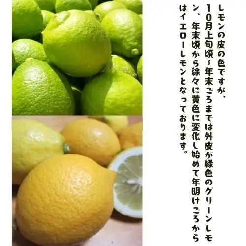 【先行予約】紀州 和歌山 ご家庭用 有田 レモン 1.5kg+200g(傷み補償分)【防腐剤・ワックス不使用】 / 檸檬 くだもの 果実 柑橘 ※2026年９月下旬～2027年2月上旬頃に順次発送 ※