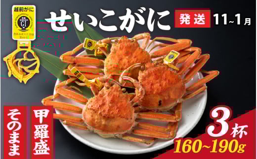 【先行予約】選べる！美味しさ直送【成前特選】 せいこがに （160g～190g）×3杯【11月～1月発送】姿 [C-028040_06] / ズワイガニ 姿 越前がに かに 蟹 楚蟹 セイコ蟹 越前かに 香箱がに こうばこがに 親ガニ こっぺがに せこがに 甲羅蟹 甲羅がに 香箱蟹 メス ずわいがに カニ セイコガニ