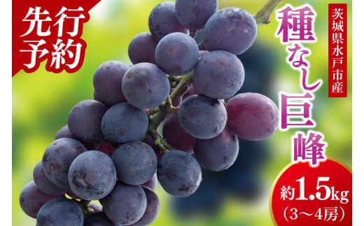 【2026年9月上旬より順次発送】【数量限定】種なし巨峰 約1.5キロ（３～４房）【巨峰 ブドウ ぶどう フルーツ 果物 くだもの 濃厚 種なし 水戸市 茨城県】（MA-1）