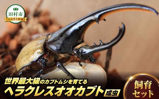 【次回発送 9月〜】ヘラクレスオオカブト成虫ペア 飼育セット 130mm～139mm ヘラクレス 自由研究 昆虫 成虫 生体 虫 飼育 夏休み 観察 自然 学習 プレゼント 贈答 人気 昆虫王国 福島県 田村市 ムシムシランド