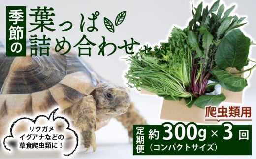 【爬虫類用】【定期便3回】 季節の葉っぱ詰め合わせ セット 約 300g コンパクトサイズ ( 定期便 3カ月 草食 雑食 爬虫類 動物 ペットフード ペット リクガメ カメ イグアナ ごはん ご飯 おやつ 野菜 葉 葉野菜 旬 栄養 安心 新鮮 きよしファーム 南丹市 京都府 京都 )
