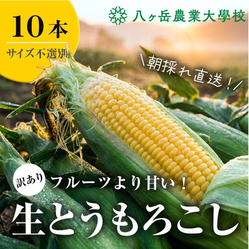 【ふるさと納税】【 訳あり 】 朝採れ 直送 フルーツのような甘さ 『 皮付き 』 生とうもろこし 10本 | 八ヶ岳農業大学校 トウモロコシ サイズ不選別 自然 旨味 甘味 生食 信州 八ヶ岳 長野県 諏訪郡 原村
