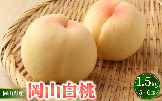 岡山市　一宮産　岡山白桃　5～6玉入り　1.5キロ 化粧箱入り【配送不可地域：離島・北海道・沖縄県・東北・関東・信越、北陸】