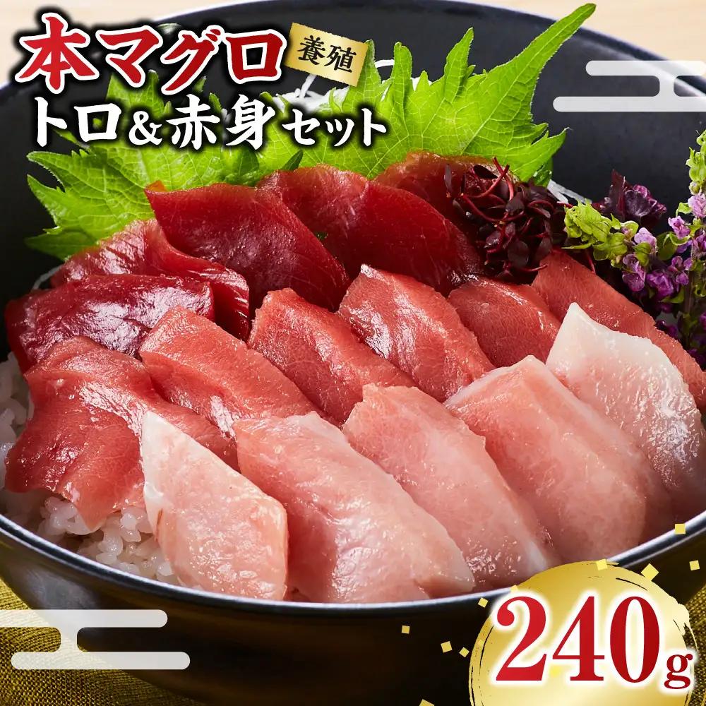 本マグロ（養殖）トロ 赤身 セット 240g まぐろ 