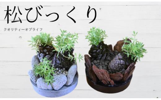 ミニ観賞用植物 いぶすき松びっくり2個(ほーぷ/IB089-001)
