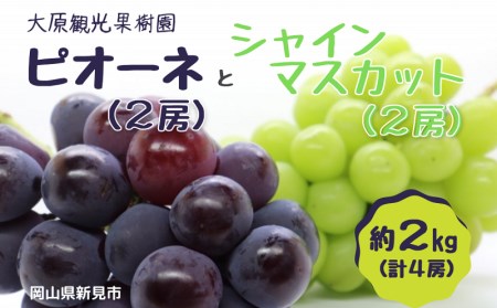 大原観光果樹園 ピオーネ2房とシャインマスカット2房（計4房） 約2kg 【先行予約 9月中旬から順次発送】