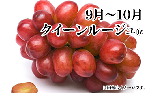 【新鮮♪極甘ぶどうの定期便（中箱セット）】巨峰・クイーンルージュ®・シャインマスカット 全3回（8～9月・9～10月・10月～11月）《黒岩果樹園》■2024年発送■※8月下旬頃～11月上旬頃まで順次