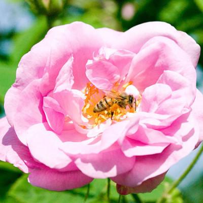 ふるさと納税 大仙市 秋田薔薇園産 純粋ローズウォーター3本セット |  | 03