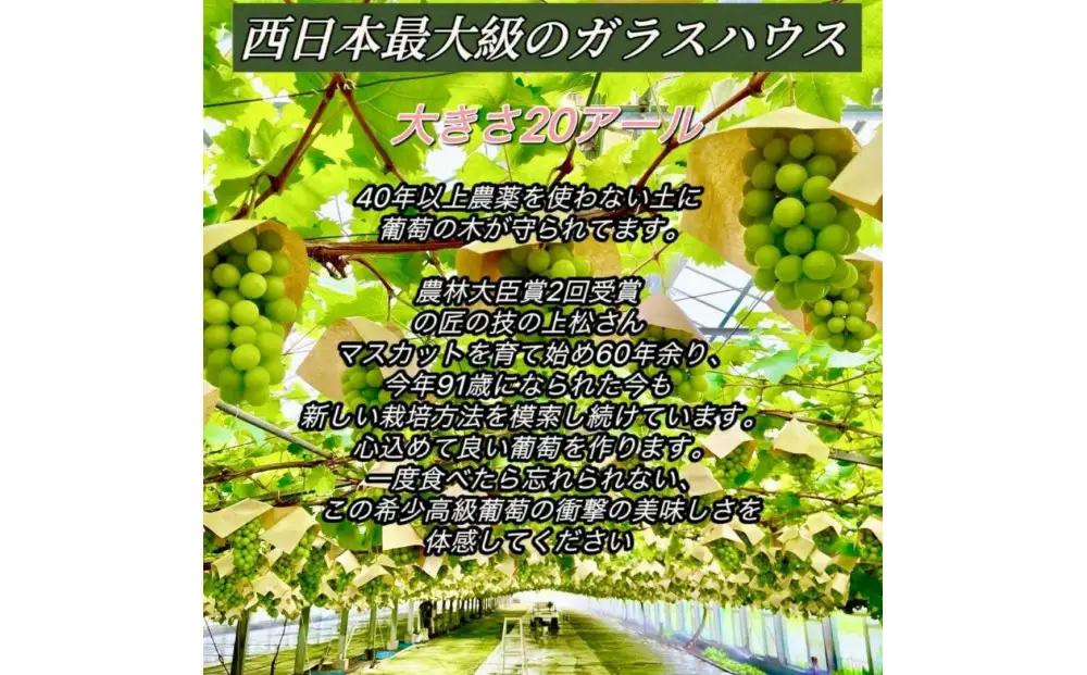 【8月中旬から発送】 2026年 岡山産ぶどう3種 食べ比べ 宝石箱 クイーンニーナ シャインマスカット マイハート 粒だけ18粒 長方形化粧箱 農林大臣賞2回受賞  岡山 果物 フルーツ  数量限定