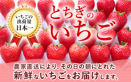 とちあいか（約300g×2パック）＆令和7年産無洗米コシヒカリ5kgセット！｜いちご とちあいか 米 | お米 白米 米 こめ コメ 新米 5キロ 尚仁沢湧水 栃木県 塩谷町 ※2026年2月中旬～4