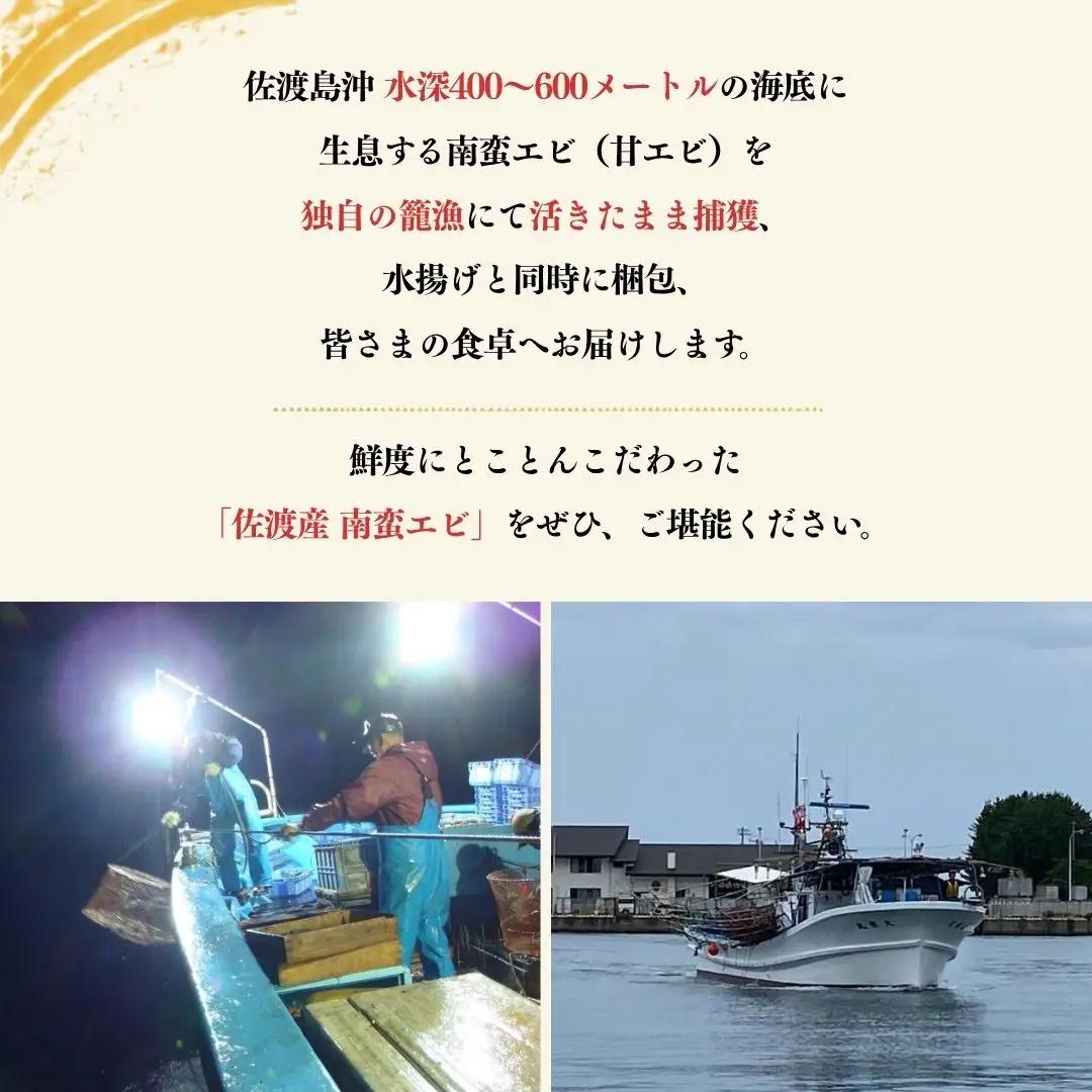 甘エビ 生鮮 800g | 新潟県 佐渡市 南蛮エビ