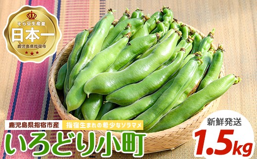 【2026年2月上旬～発送】指宿産さや付きソラマメ【いろどり小町】約1.5kg(ナマケモノ畑/A-319) 鹿児島県 そらまめ ソラマメ そら豆 豆 旬 指宿市 春 野菜 サラダ おつまみ