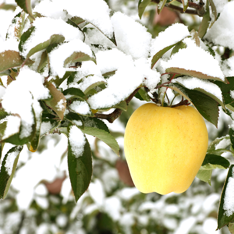 りんご はるか 「純情はるか」約2.5kg 糖度14度以上【先行予約 12月発送予定】数量限定 岩手県産 りんご リンゴ 林檎 はるか フルーツ くだもの 果物 訳あり 自家用 家庭用 【冬恋研究会】