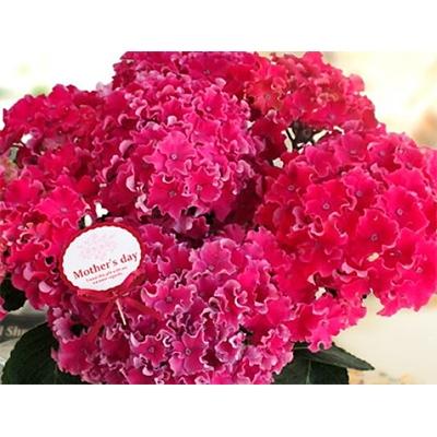 ふるさと納税 藤枝市 【 母の日に!】アジサイ鉢植えカーリースパークルピンク5号