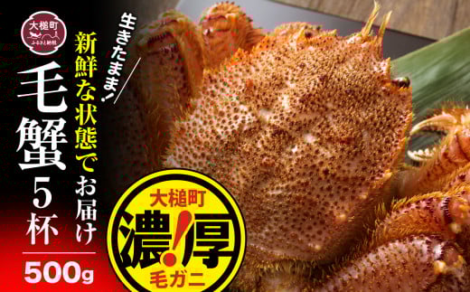 【令和8年発送】三陸産！活毛ガニ  500g相当×5杯【2026年2月~4月発送】【配送日指定不可】 