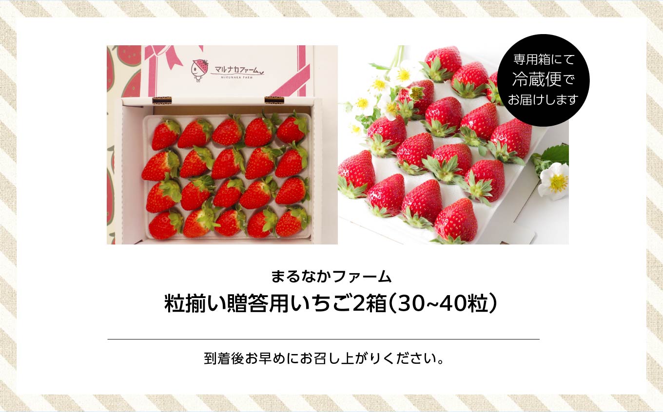 《2026年3月以降順次発送》粒揃い贈答用いちご2箱【まるなかファーム株式会社】