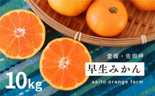 【先行予約】Saito Orange Farmの早生（わせ）みかん10kg ｜ 柑橘 みかん ミカン フルーツ 果物 愛媛　※離島への配送不可　※2024年12月上旬頃より順次発送予定