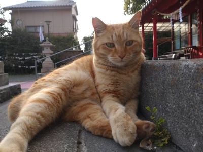 【 鹿児島市の動物愛護活動 を 応援 】（ 返礼品なし ）10,000円 K000-CFA0010