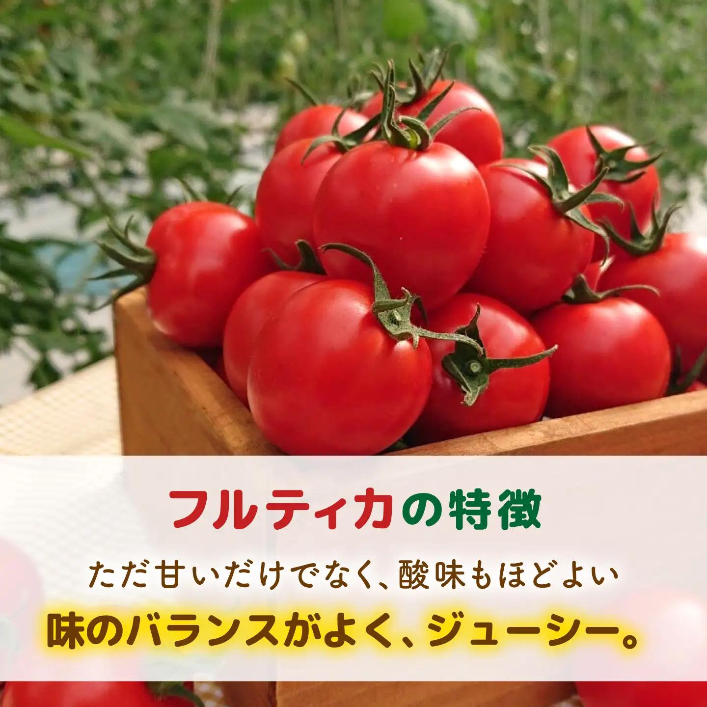 【先行予約】【全3回定期便】 フルティカ 2kg (1kg×2箱)  糸島市 / かわぞえ農園 【2026年11月以降順次発送】[AAM012]