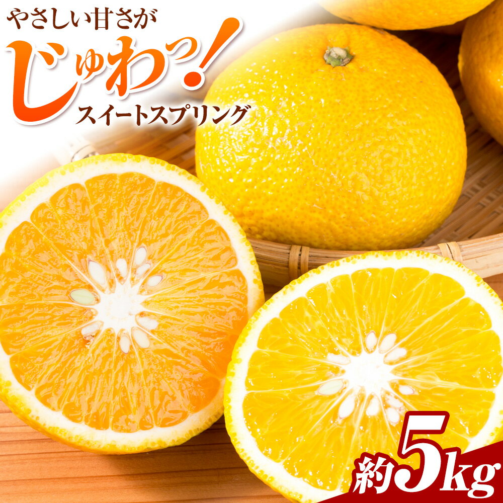 【ふるさと納税】先行予約 みかん スイートスプリング 5kg 高橋商店《11月下旬-2月中旬頃出荷》熊本県 苓北町 柑橘 かんきつ 果物 フルーツ 送料無料 スイート スプリング