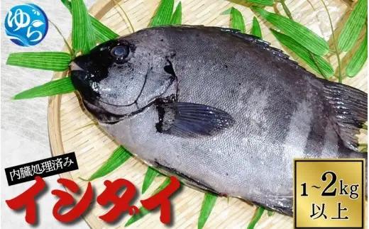 イシダイ 内臓処理済み 1kg～2kg以上（1～2匹） /  石鯛 魚 お魚 さかな 食品 海の幸 海鮮 カイセン 塩焼き 煮付け 内臓処理済み 冷蔵 海鮮類 焼き魚 和歌山県 由良町 【skmn021B】