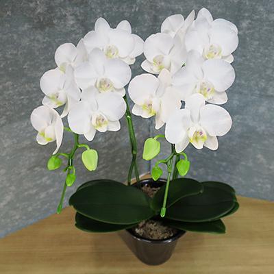 ふるさと納税 田原市 【陶器鉢寄せ植え】中村洋ランの胡蝶蘭　ミディ系白色2本 |  | 01