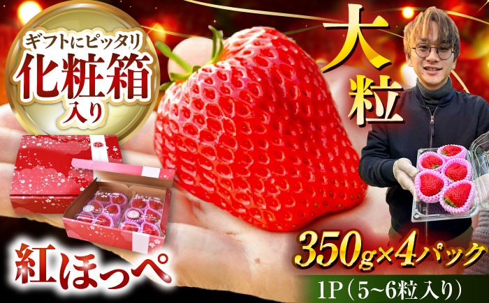 【先行予約】 ＼2026年1月下旬より順次発送／超特大玉いちご 完熟 紅ほっぺ (350g×4パック) いちご 果物 フルーツ 愛西市 / はしもと園芸[AECD002]